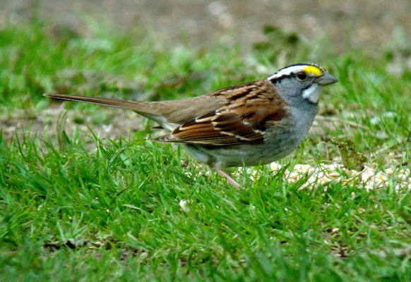 White-throated Sparrow
