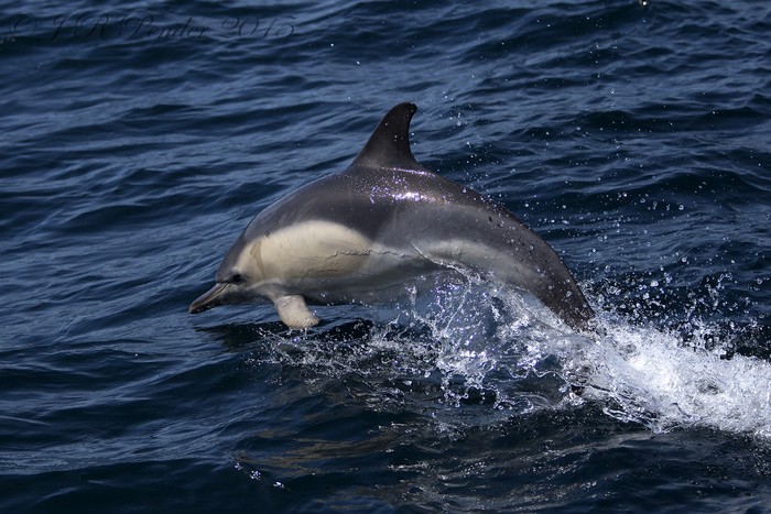 Common Dolphin