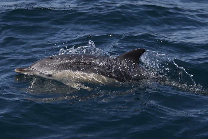 Common Dolphin