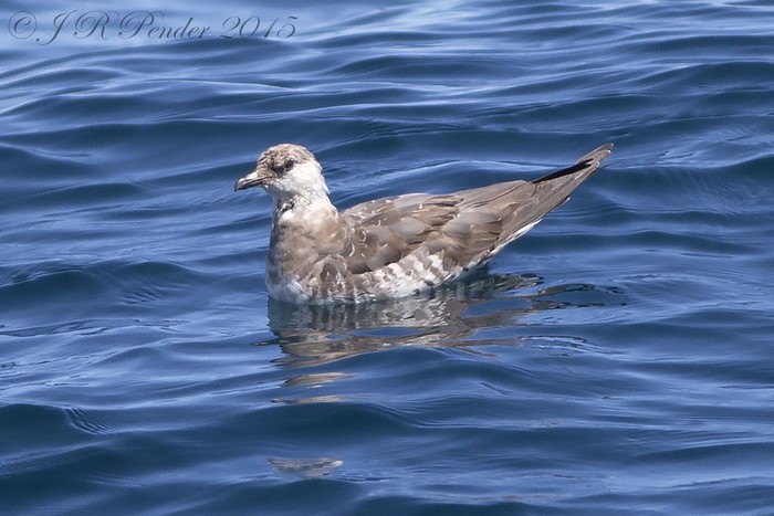Long-tailed Skua