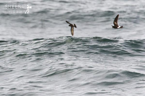 Wilson's Petrel