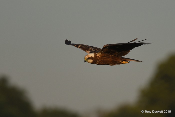 Marsh Harrier