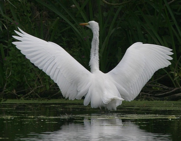 Great White Egret