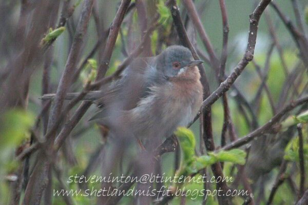 Eastern Subalpine Warbler