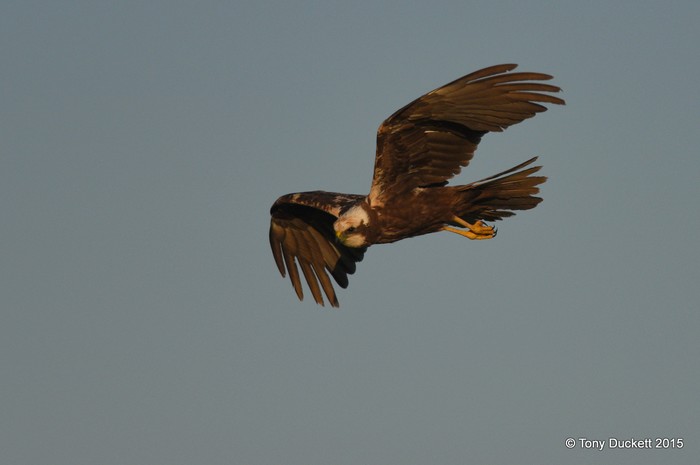 Marsh Harrier