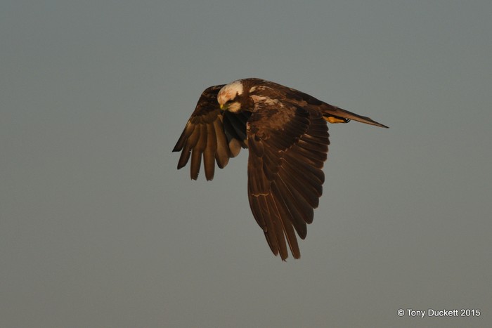 Marsh Harrier