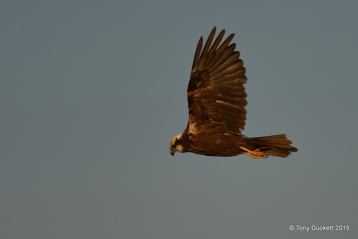 Marsh Harrier