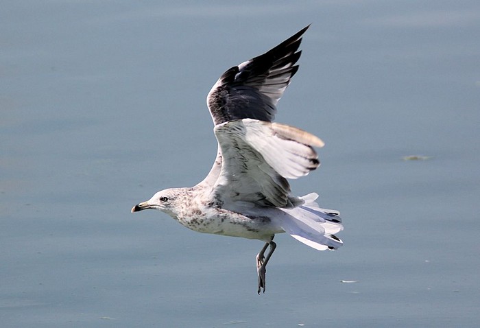 Ring-billed Gull