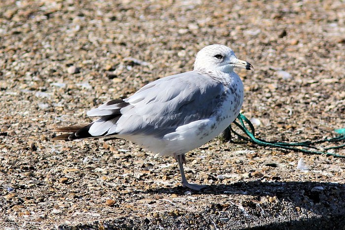 Ring-billed Gull