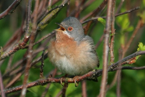 Subalpine Warbler