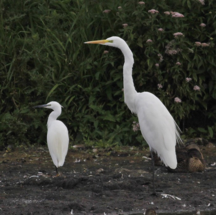 Great White Egret