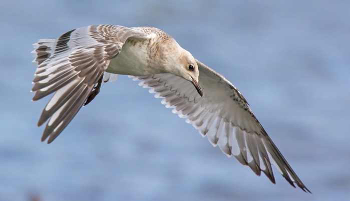 Mediterranean Gull