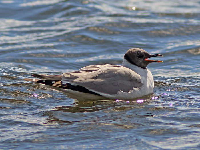 Sabine's Gull