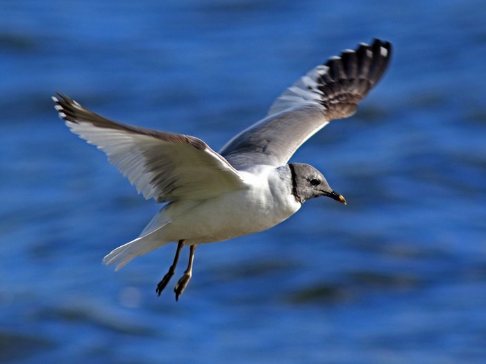 Sabine's Gull