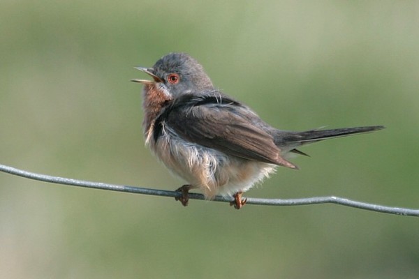 Subalpine Warbler