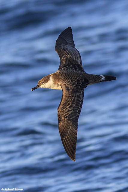 Great Shearwater
