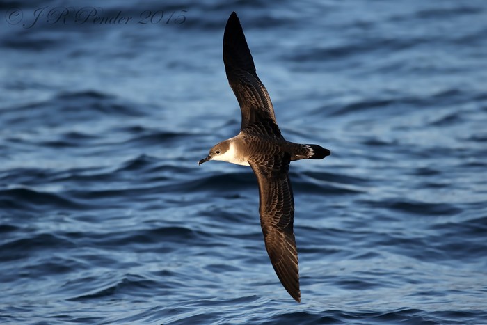 Great Shearwater