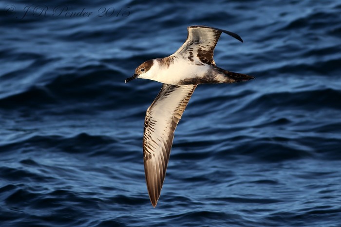 Great Shearwater