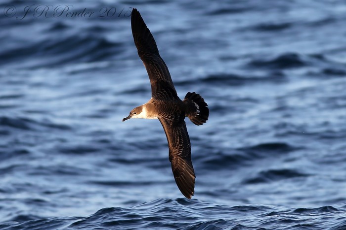Great Shearwater