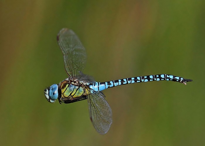 Southern Migrant Hawker dragonfly