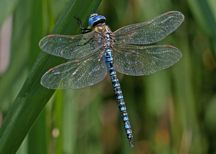 Southern Migrant Hawker dragonfly