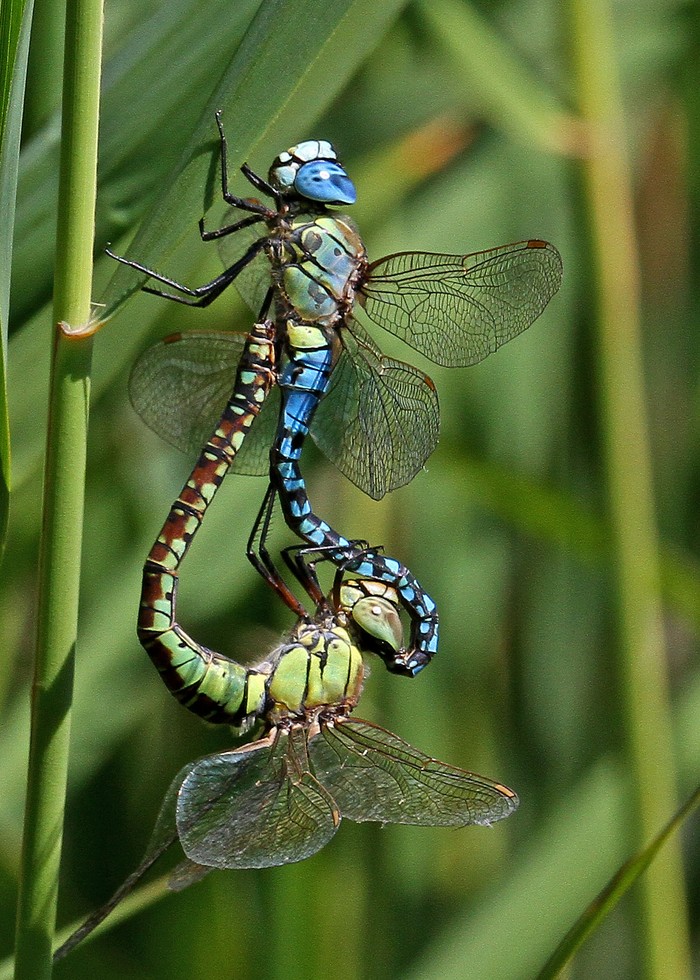 Southern Migrant Hawker dragonfly