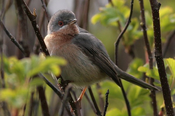 Subalpine Warbler