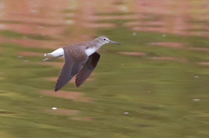 Green Sandpiper