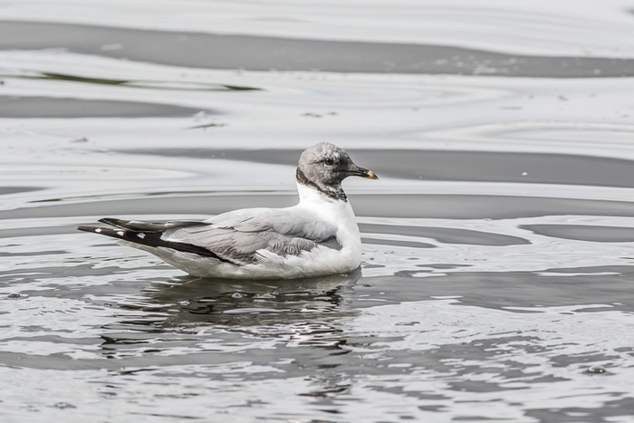 Sabine's Gull