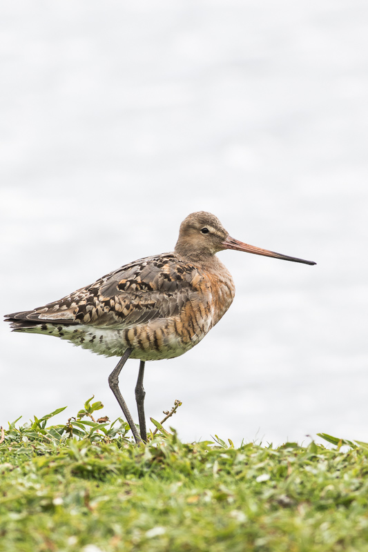 Black-tailed Godwit