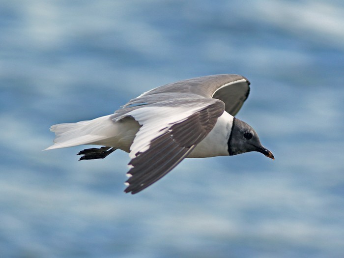Sabine's Gull