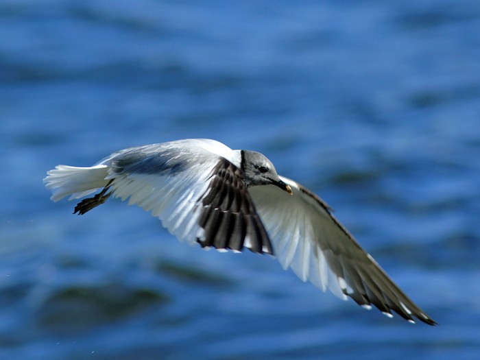 Sabine's Gull