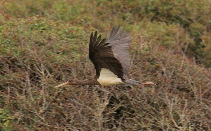 Black Stork