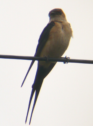 Red-rumped Swallow
