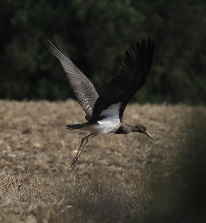 Black Stork