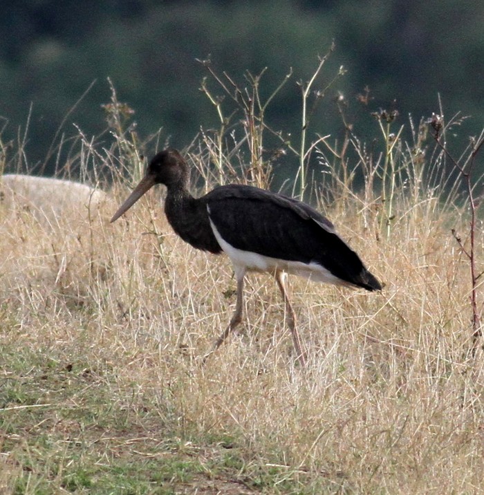 Black Stork