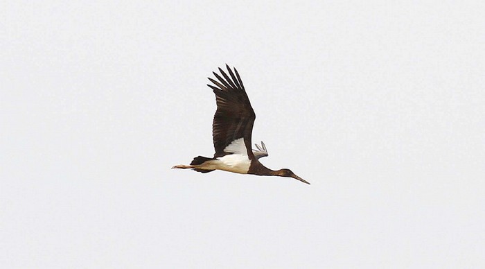 Black Stork