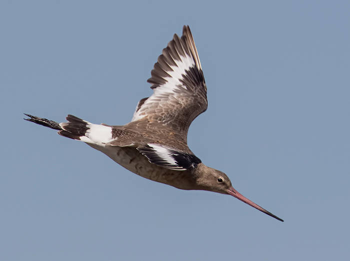 Black-tailed Godwit