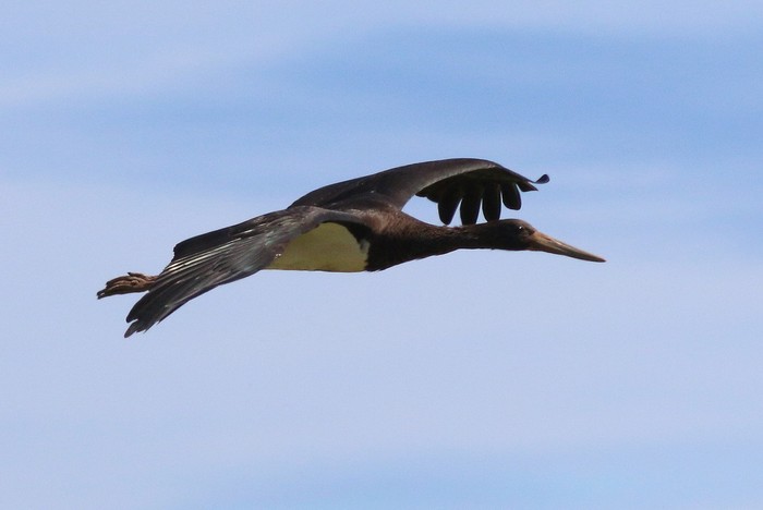 Black Stork
