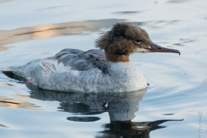 Goosander