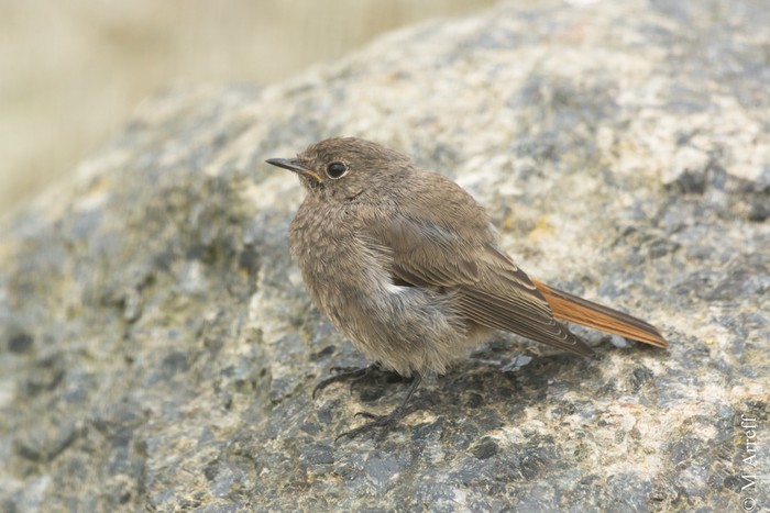 Black Redstart