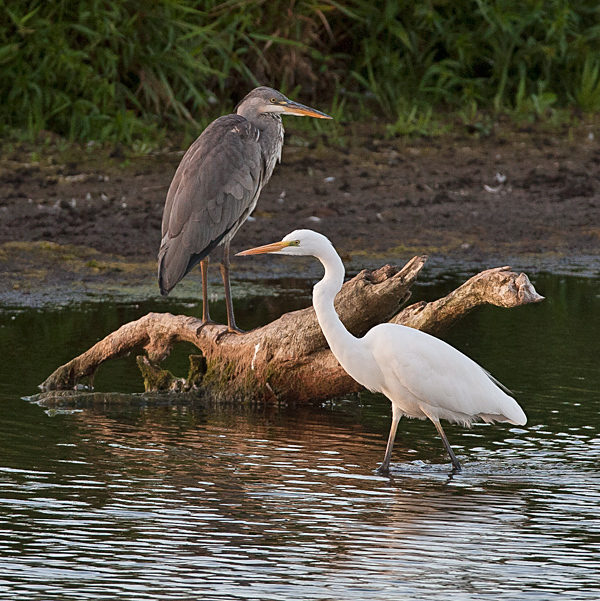 Great White Egret