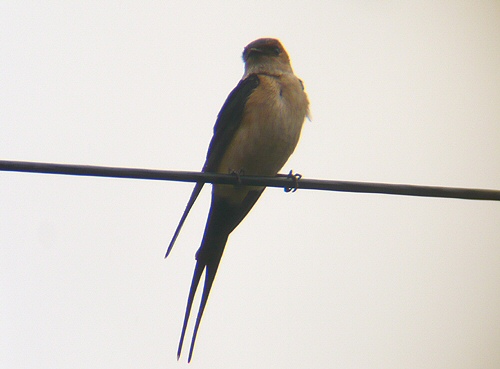 Red-rumped Swallow