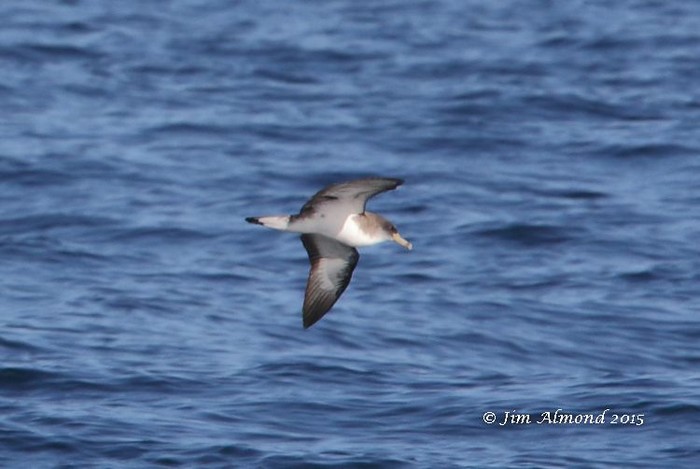 Cory's Shearwater