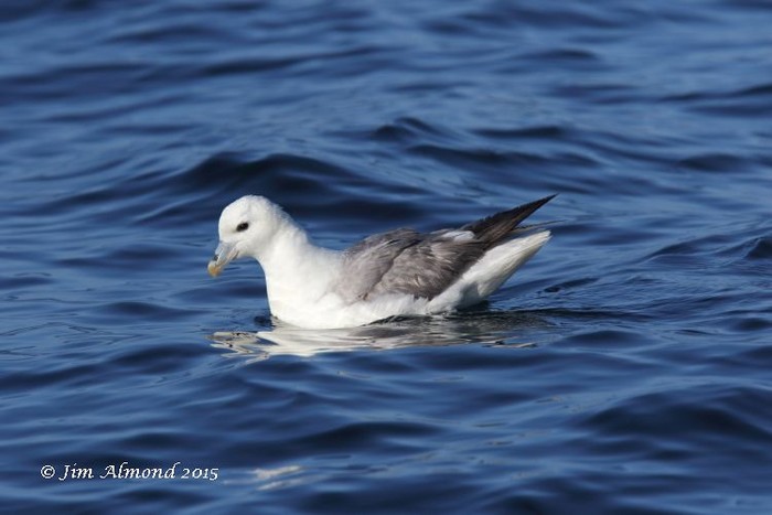 Fulmar