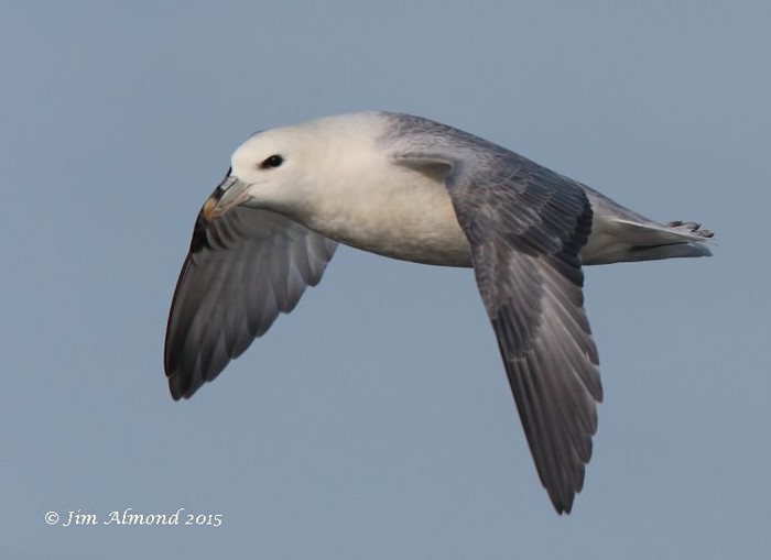 Fulmar