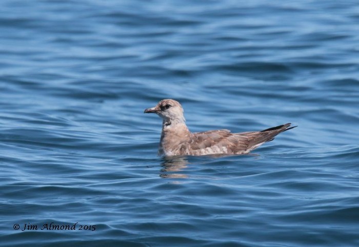 Long-tailed Skua
