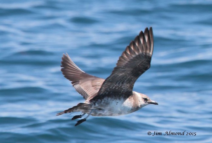 Long-tailed Skua