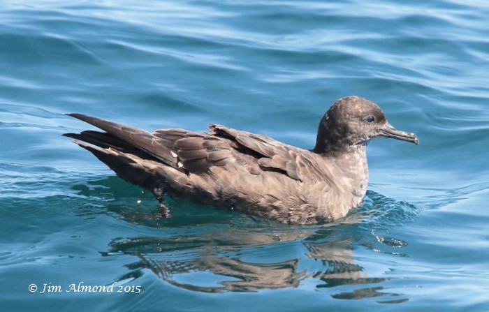 Sooty Shearwater
