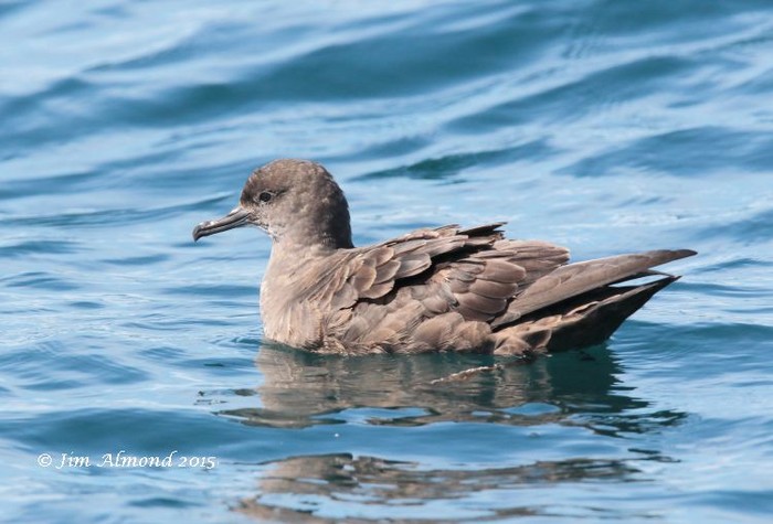 Sooty Shearwater
